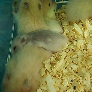 全ての里親様が決定しました。