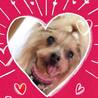 岡山保護犬日記 中村容子(保護活動者)