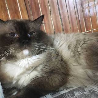 御家族で可愛がってくれる方