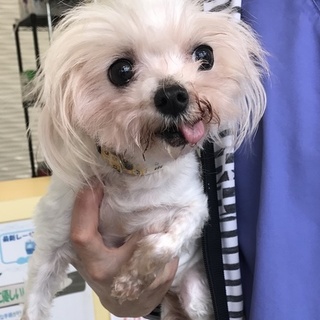 マルチーズ*聖子ちゃん