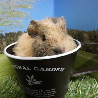 3月中旬生まれオスのテディモルモットの里親様募集！