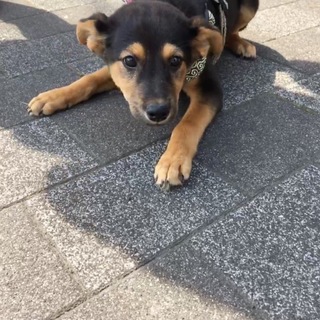 里親様が決まりました。