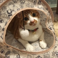 まるこ