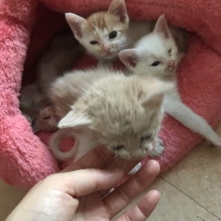 今期初の入園にゃんず(^ ^)