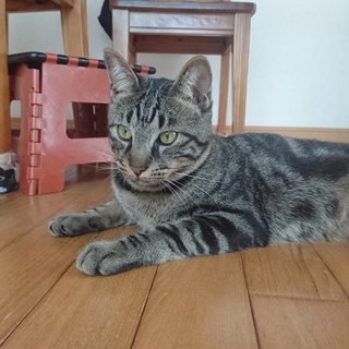 アメショ柄の ごう君の里親募集中