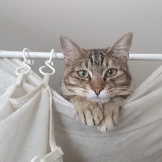 いつも困り顔 てんちゃん