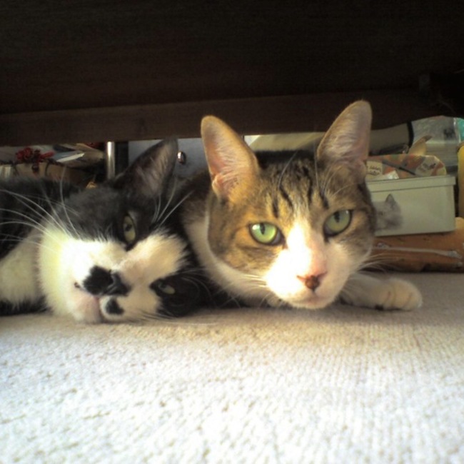 lovemycats.max.mayのカバー写真