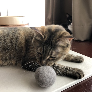 本日の収穫。3匹分です。