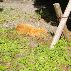 大学生〔猫サークル〕の解散について