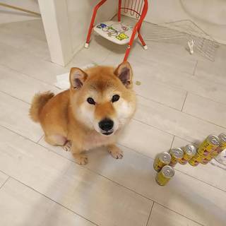 柴犬「ハチくん（仮名）」