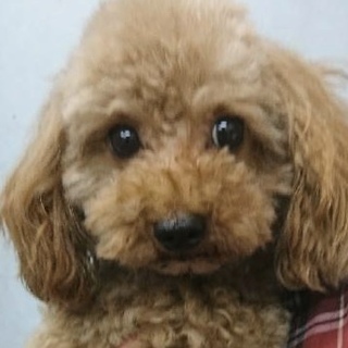 プードルの男の子