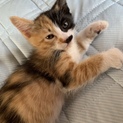 元気な子猫です