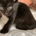 可愛い黒猫です。