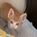 可愛い子猫です