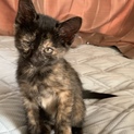 黒系のサビ猫です。