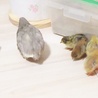 姫うずら さん