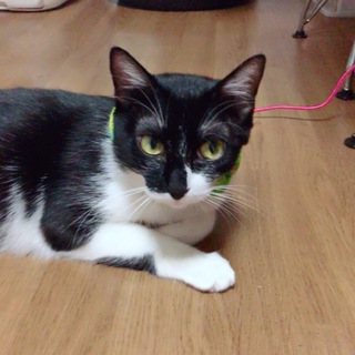 沖縄からやってきた孤高のおちび戦士☆かりこ