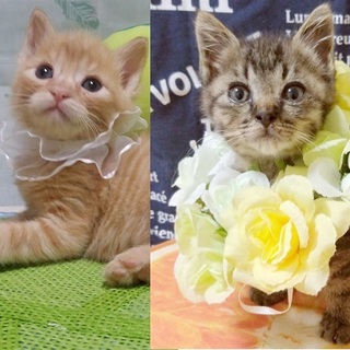 里親決定⚫1ヶ月半の子猫茶トラキジオス●ペアで