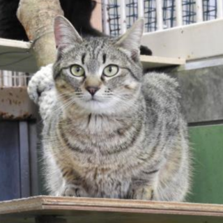 元気いっぱいだけど奥ゆかしくもあり