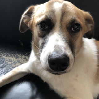 はるまき（MIX・雌・1歳くらい）