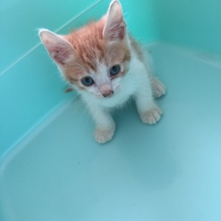 茶白猫ちゃん