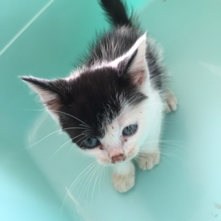 白黒猫ちゃん