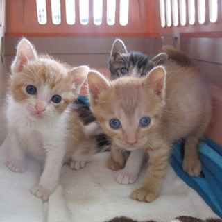 里親決まりました。