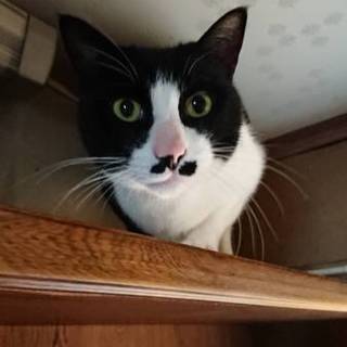 4歳甘えん坊の猫です