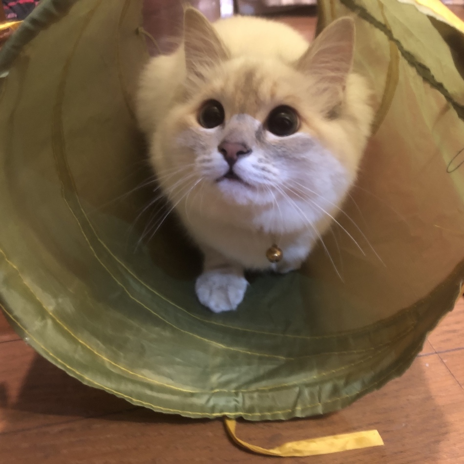 ナナのカバー写真