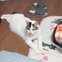とと丸