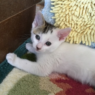 三毛猫ちゃん風ぶち柄♂ 生後1ヶ月