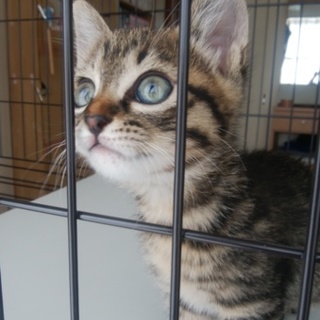 里親決定！元気いっぱいキジトラちゃん