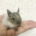 デグーの赤ちゃん 里親募集