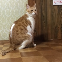 ちゃちゃ丸
