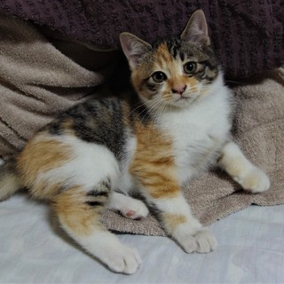 3か月の三毛ちゃん、メスです。