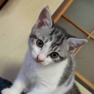 里親を探しています。