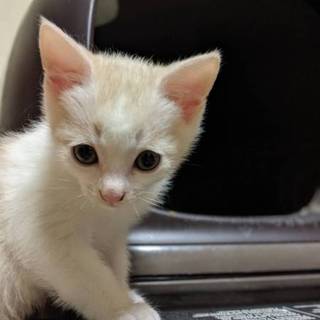 里親を探しています。