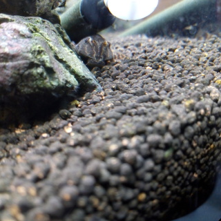 タイガープレコ2匹、ヤマトヌマエビ7匹程度