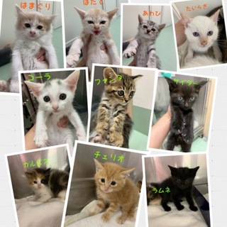 6/2譲渡会★生後2〜3ヶ月の子猫たち