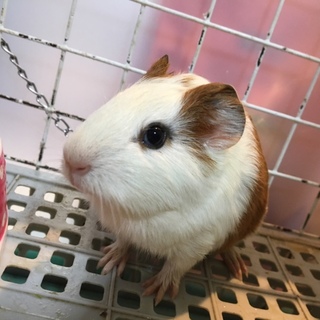 生後一か月、モルモット里親募集！＠千葉