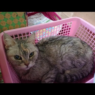 可愛い老猫ちゃん