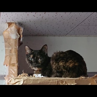サビ猫 老猫
