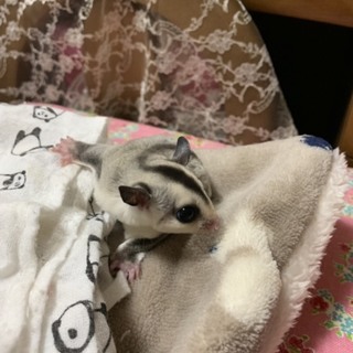 フクロモモンガ ホワイトフェイス 女の子