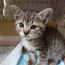 紹介~とろろくん