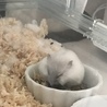 食べて寝て