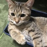 玲緒ママ