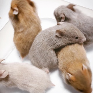 ハムスターの赤ちゃんの里親募集です‼️