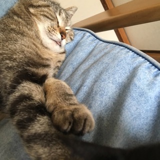 保護しました！里親さん探してます！