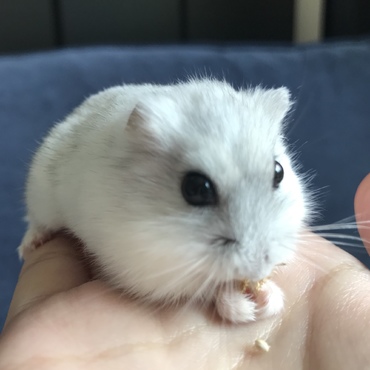 はむ