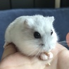 はむ